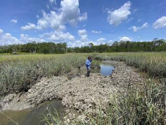 Shell to Shore’s Shell Recycling Coordinator, Malcolm Provost, assessing possible restoration sites in Sapelo Island’s Big Hole Marsh.